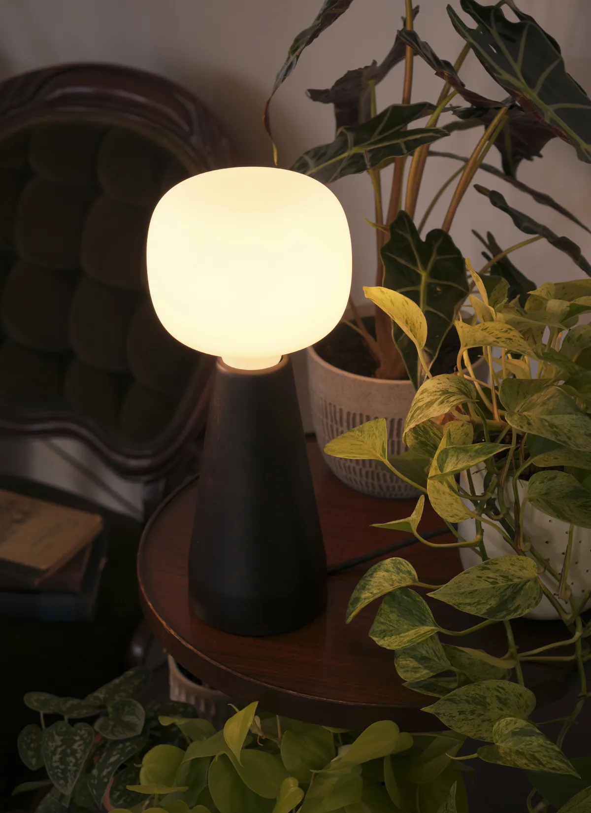 Aura™ Ambient Grow Light - Image 11