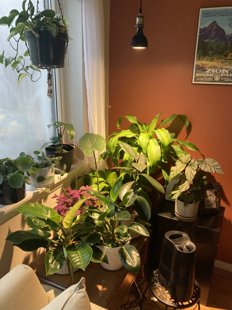 Vita™ Grow Light - Image 9