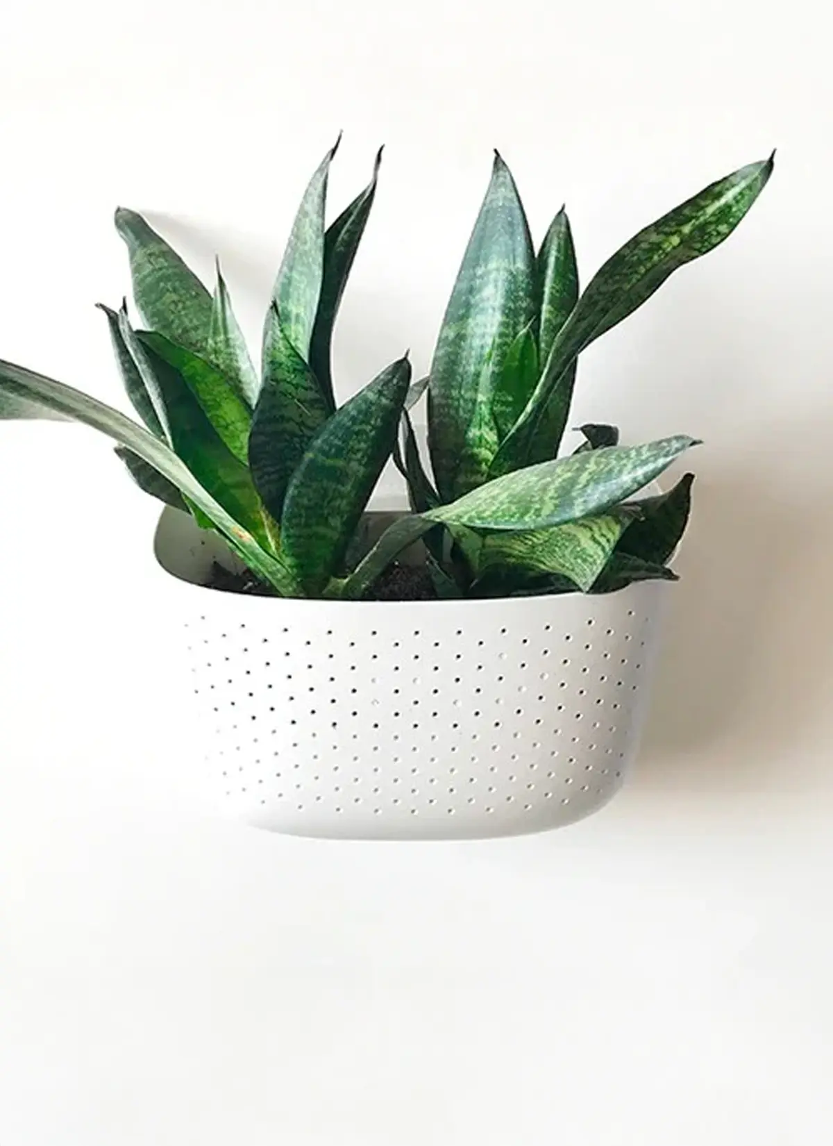 WallyGrow Eco Wall Planter - Image 3