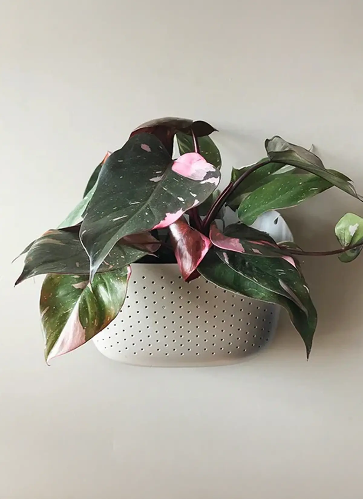 WallyGrow Eco Wall Planter - Image 5